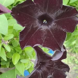 Meet your Posher, Tammi